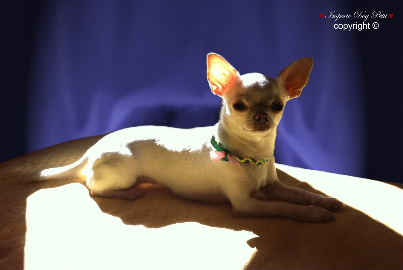 Imperio Dog Petit | clothes shop for chihuahuas dogs | fashion